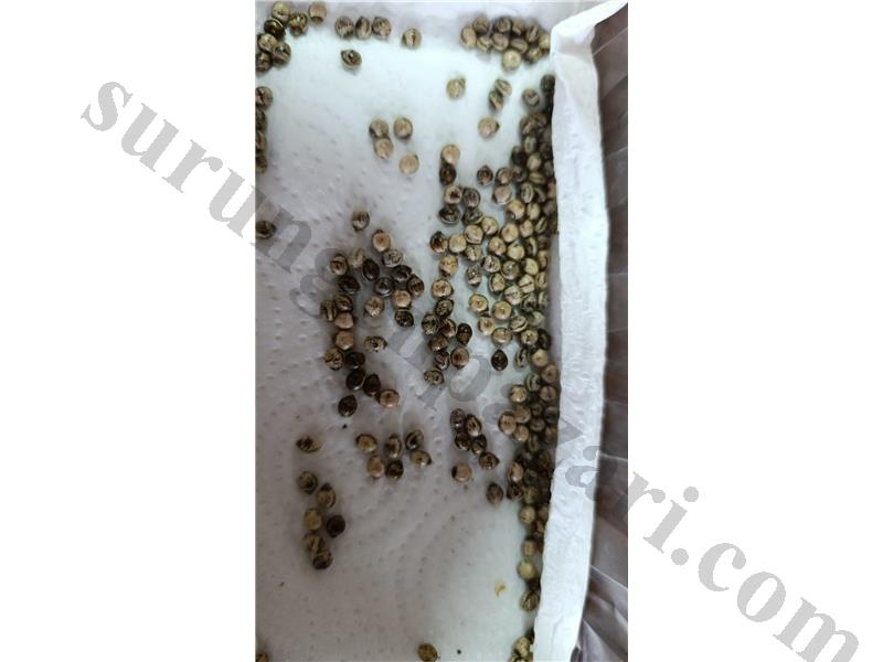 Extatosoma tiaratum ( yaprak böçeği yumurtası